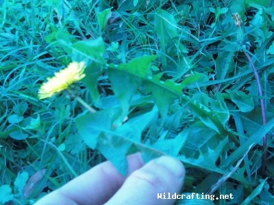 Taraxacum officinale