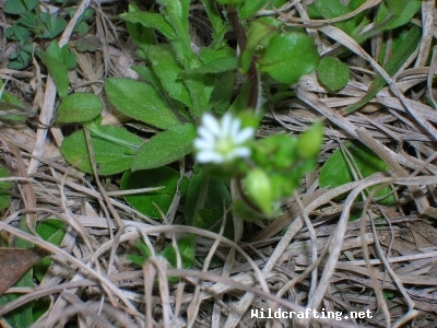 stellaria media