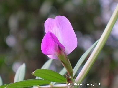 Vicia sativa