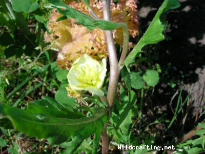 Oenothera laciniata