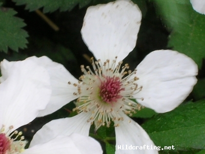 Rubus occidentalis