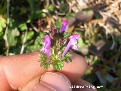 Lamium amplexicaule