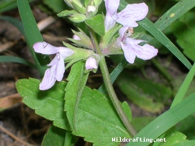 Stachys floridana