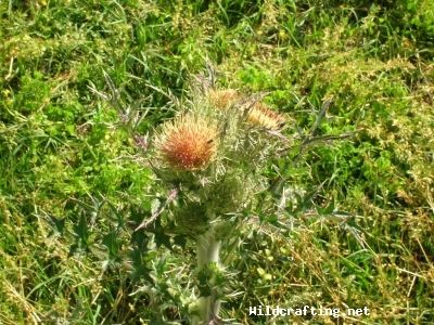 Cirsium horridulum