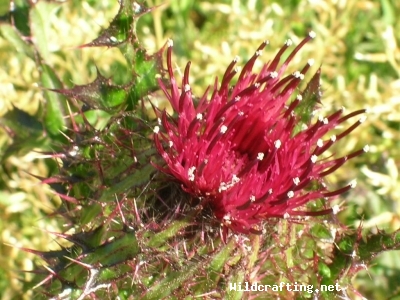 Cirsium discolor