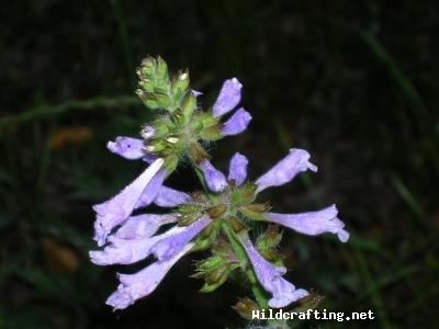 Salvia lyrata