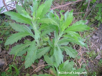 Conyza canadensis