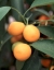 Juicy lil Oranges