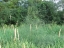 Escaped asparagus in a wetland preserve. July.