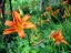 Ditch Lilies