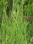 Horsetail Rush