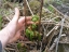 Fiddleheads