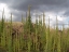 Mullein Tall and Proud