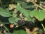 Rubus laciniatus (cutleaf blackberry)