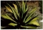 Agave