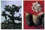 Baobab large and detail of fruit with seeds