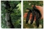 Carob tree large and seed pod detail