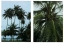 Coconut tree large and fruit detail