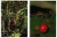 Cranberry bush and fruit detail