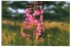 Fireweed flower detail