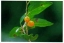 Hackberry fruit detail