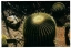 Pincushion cactus