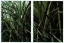 Sugar Cane growth habit and stem detail