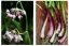 Wild garlic flower and bulb detail