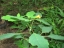 Jewelweed