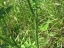 Wild Carrot