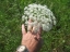 Wild Carrot