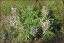 Prairie turnip flowers