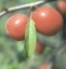 Sandhill plum leaf and fruit