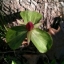 Trillium sessile L.