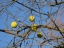 Tennis Ball Tree