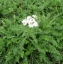 Yarrow (wild)