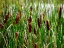 Cattail plants