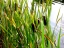 Cattail plants