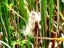 Cattail