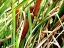 Cattail