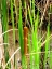 Cattail