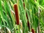 Cattail