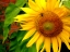 Sunflower with a bee gathering pollin