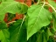 Leaf detail of sunflower