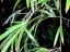 Bamboo leaf detail