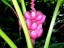 Red banana