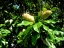 Immature seed pods