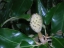 Immature seed pod