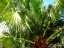 Date Palm with unripe fruit