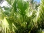 Date Palm with unripe fruit